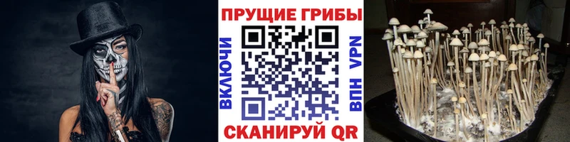 Купить закладки  Абдулино  Галлюциногенные грибы Psilocybine cubensis 